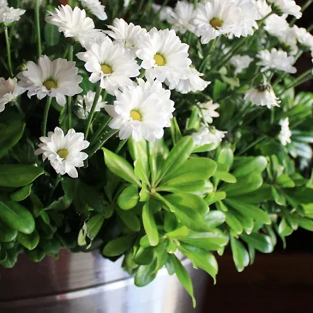La Primula